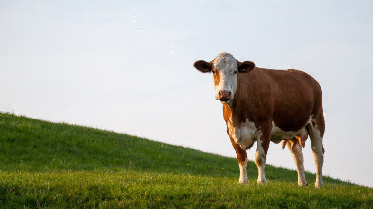 Cara Mengenali Daging Sapi Berkualitas dari Warna, Tekstur, dan Aroma